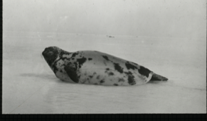 Image of Harp seal